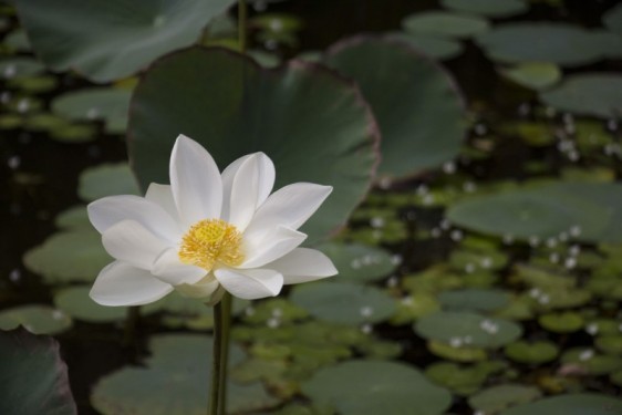 White pond flower | Sri Lanka