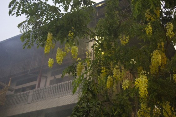 golden-shower-flower-gangaramaya-temple-colombo-sri-lanka