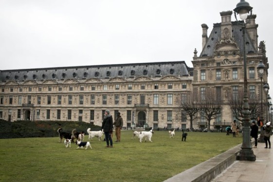 Off leash time outside the Louvre and Tuileries | Paris, France