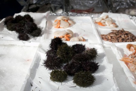 Sea urchin | Bastille market, Paris, France