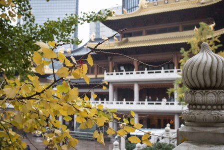 Autumn ginkgo leaves at Jing An Temple | Shanghai, China