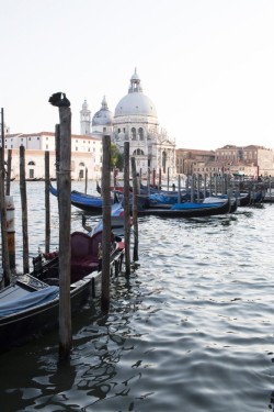 Gondolas moored in the Grand Canal | Venice, Italy