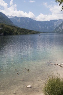 Ducks | Lake Bohinj, Slovenia