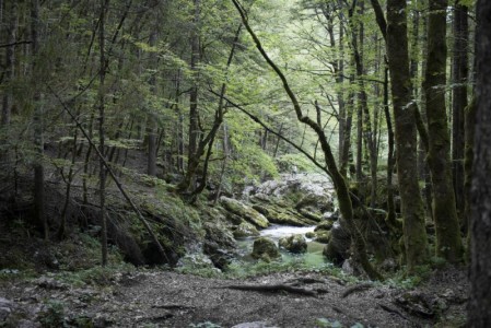 Fairytale forest at the Mostnica Gorge | Bohinj, Slovenia