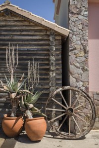 Cactus details | Quinta Dos Vales, Portgual