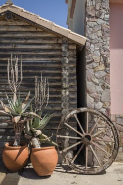 Cactus details | Quinta Dos Vales, Portgual