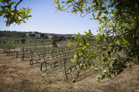 Spring vineyard at Quinta Dos Vales | Portugual