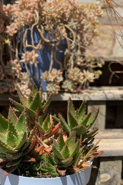Succulents | Quinta Dos Vales, Portgual