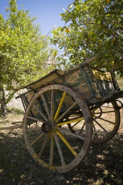 Wheelbarrow in the lemon grove| Quinta Dos Vales, Portugal