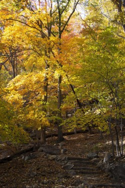 appalachain-trail-autumn-yellows-new-york