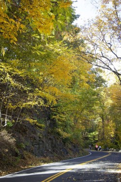autumn-yellows-new-york