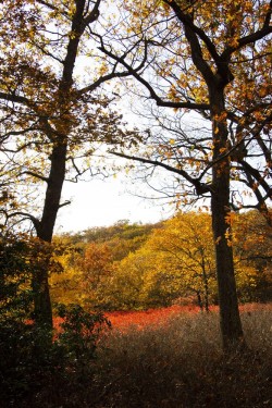 bright-fall-colors-silohuette-appalachain-trail-new-york
