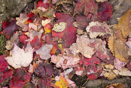 forest-floor-fall-appalachain-trail-new-york
