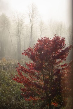 red-tree-autumn-fog-new-york