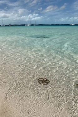 starfish-stocking-island-exuma-bahamas