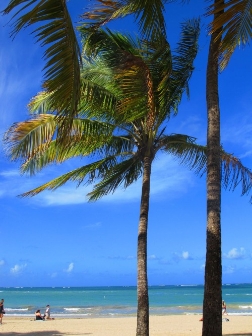 Palm trees on the Isla Verde Puerto Rico Beach