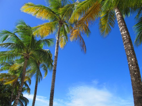 Palm Trees on Carolina Beach in puerto Rico