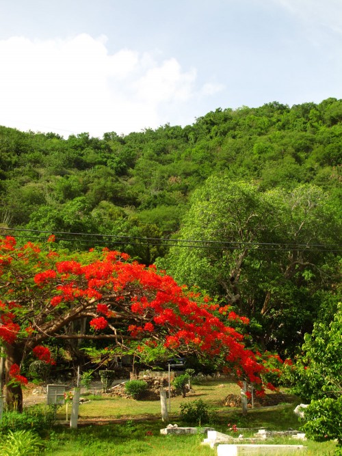 Flowers in Hansen Bay, St John