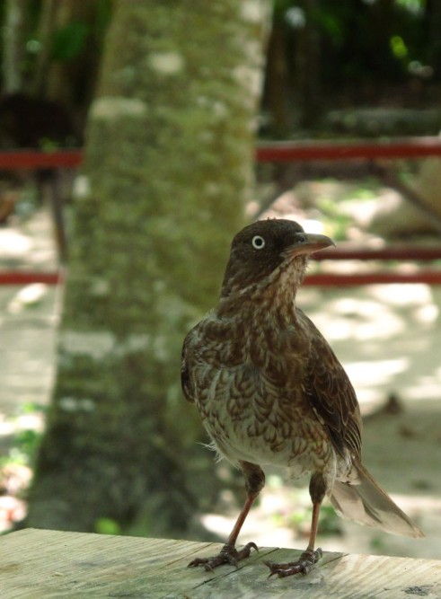 Island bird, St John