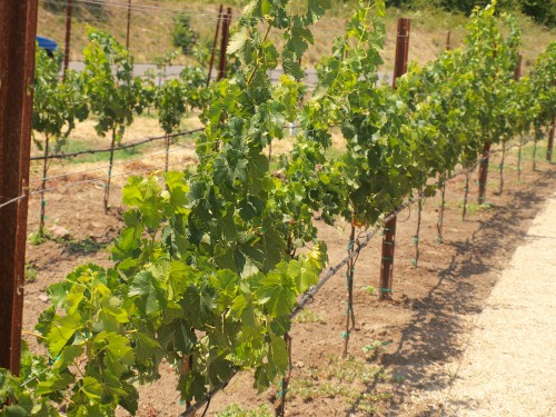 Young Duckhorn Grapevines