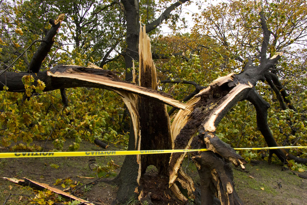 Broken tree, Fort Greene Park, Brooklyn