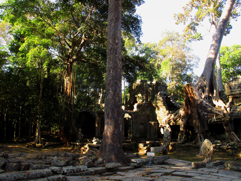 Ta Prohm, amongst the trees | Angkor Wat-, Cambodia
