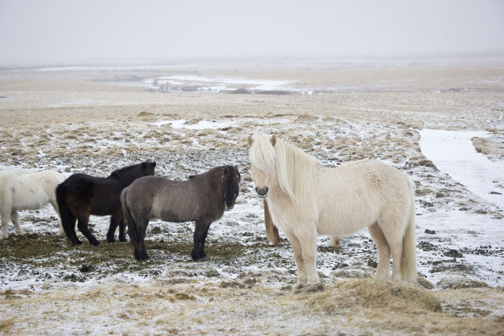 Horses at Hotel Laekur in Hella | Southern Iceland